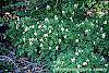Corydalis ochroleuca habit