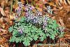 Corydalis solida habit