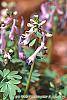 Corydalis solida flowers