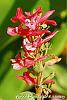 Corydalis solida 'George P. Baker' flowers