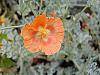 Glacium flavum flowers
