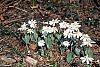 Sanguinaria canadensis habit