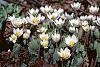 Sanguinaria canadensis habit