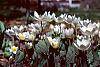 Sanguinaria canadensis habit