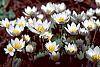 Sanguinaria canadensis flowers