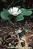 Sanguinaria canadensis forma multiplex habit