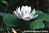 Sanguinaria canadensis forma multiplex flowers