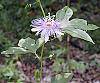 Passiflora incarnata flowers