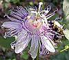 Passiflora incarnata flowers