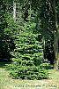 Abies alba habit