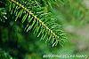 Abies alba leaves