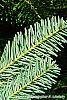 Abies alba leaves