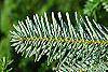 Abies alba leaves