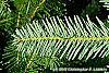Abies alba leaves