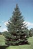 Abies balsamea habit