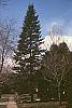 Abies balsamea habit