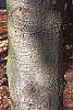 Abies balsamea bark