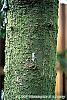 Abies balsamea bark