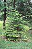 Abies bornmuelleriana habit