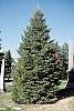Abies cilicica habit