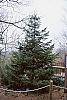Abies cilicica habit