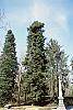 Abies cilicica habit