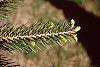 Abies cilicica leaves