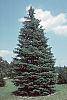 Abies concolor habit