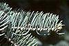 Abies concolor leaves