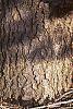 Abies concolor bark