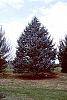 Abies concolor 'Argentea' habit
