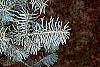 Abies concolor 'Argentea' leaves