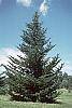 Abies fraseri habit