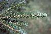 Abies fraseri leaves