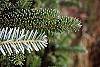Abies fraseri leaves