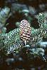 Abies fraseri fruit