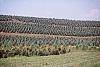 Abies fraseri culture