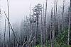 Abies fraseri culture