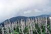 Abies fraseri culture