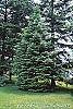 Abies grandis habit