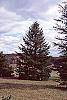 Abies holophylla habit