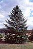 Abies holophylla habit