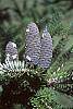 Abies koreana fruit