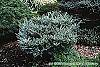 Abies koreana 'Hoerstmans Silberlocht' habit
