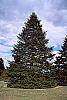 Abies nordmanniana habit