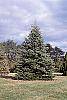 Abies nordmanniana habit
