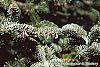 Abies nordmanniana leaves