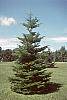 Abies veitchii habit