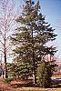 Abies veitchii habit