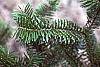 Abies veitchii leaves